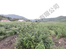 黃樹(shù)莓苗