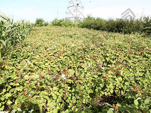 紅樹(shù)莓基地