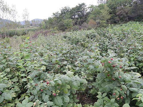 蘇蜜特基地