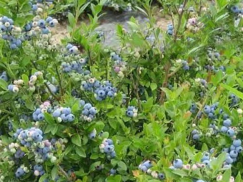 藍莓果