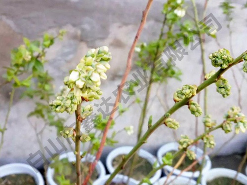 藍莓苗