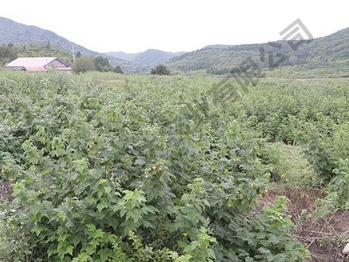 樹(shù)莓基地