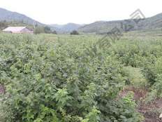 樹(shù)莓基地