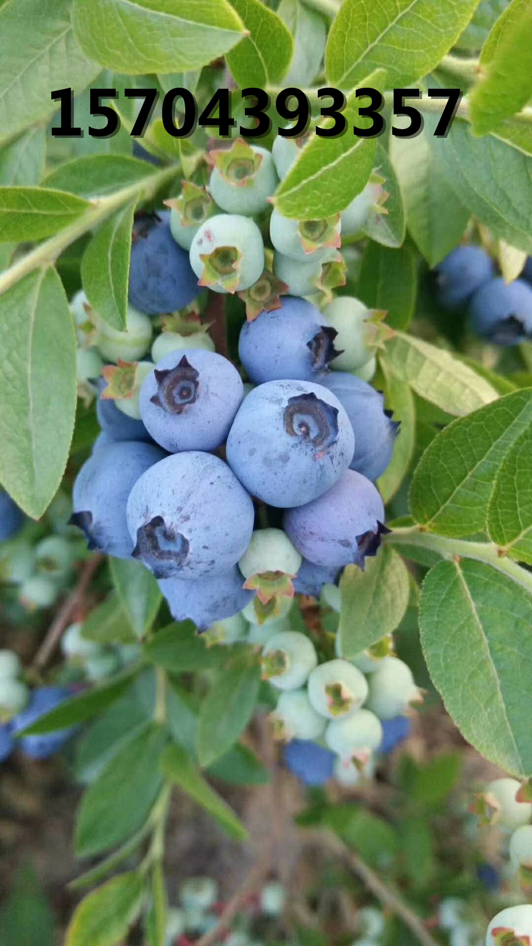 藍莓大果果實(shí)成熟期