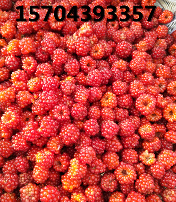 豐滿(mǎn)紅豐產(chǎn)